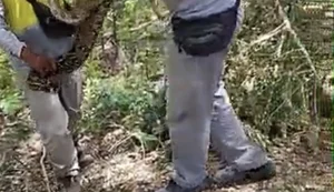 Jiboia de 2,3 metros é encontrada durante obra no Bosque das Arapiracas