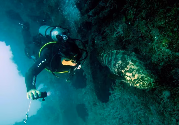 Ameaçado de extinção: Peixe Mero é registrado em Coruripe durante mergulho científico