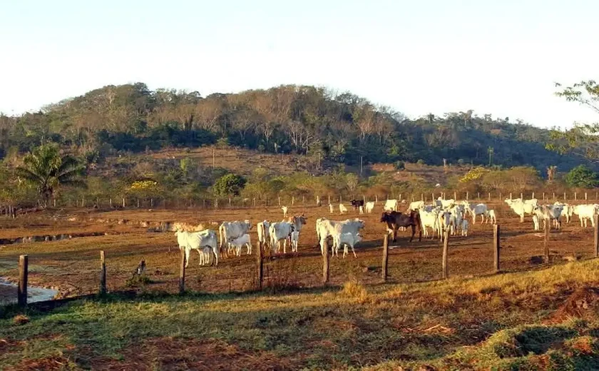 Agropecuária ocupa territórios próximos aos preservados na Amazônia