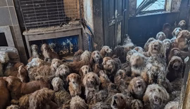 A chocante imagem de 250 cães resgatados em sala de casa no Reino Unido: 'Eles agora estão muito bem'