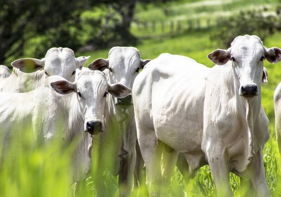Juiz suspende por liminar exportação de gado vivo em todo o país