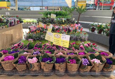 Feira de Flores Holambra chega a Arapiraca com mais de 200 espécies e plantas a partir de R$ 5