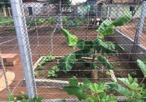 Fossa agroecológica transforma vida de agricultores do Semiárido