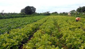 Produção de alimentos precisaria aumentar 60% para ter equilíbrio