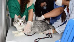 Animais da região do Pinheiro são vacinados contra a raiva