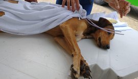 ONG inicia castração de animais de rua e domiciliados com famílias de baixa renda