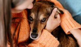 Maus tratos à animais: Brasil registra 601 casos judiciais somente no mês de janeiro, segundo levantamento inédito do Escavador