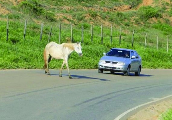 Animais soltos continuam provocando acidentes nas estradas