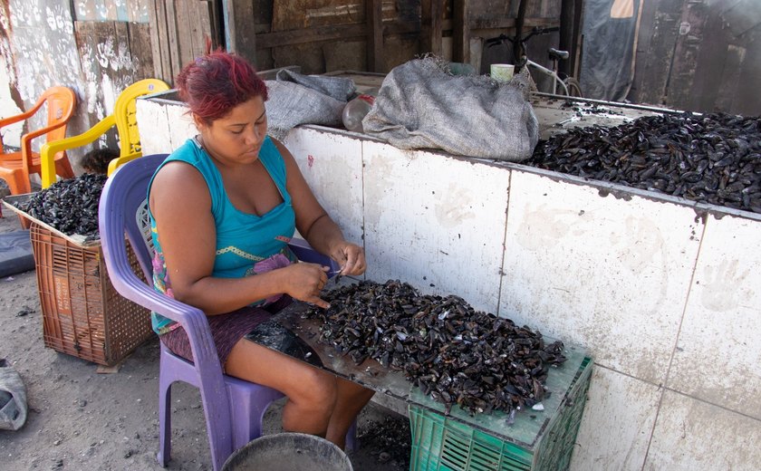 Conchas de sururu beneficiam mais de 20 famílias em Alagoas