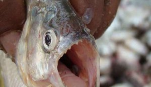 Turistas são atacados por pirambebas durante banho no Rio São Francisco