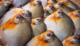 Após consumo de peixe, três casos de doença de Haff são confirmados em Itacoatiara