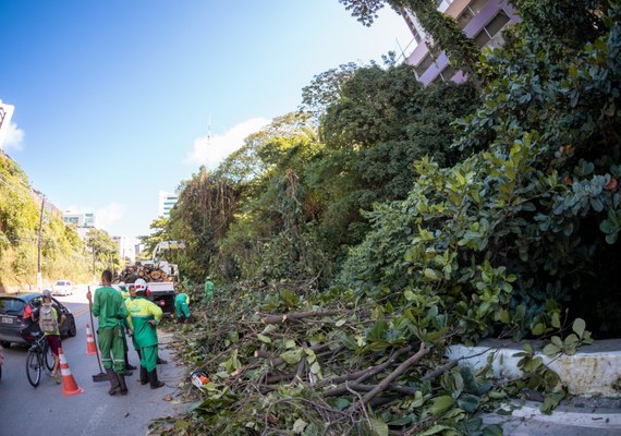 Alurb aumenta em 50% ações de poda e supressão de árvores no período chuvoso