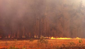 Incêndio em manguezal afeta cerca de 4 hectares em São Miguel dos Milagres