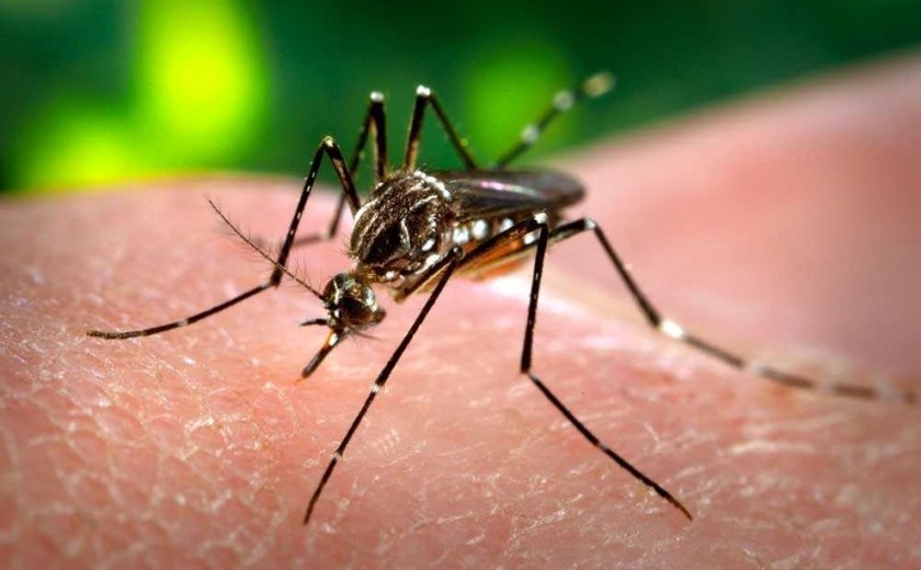 Ações estratégicas mantêm casos de dengue sob controle em Maceió