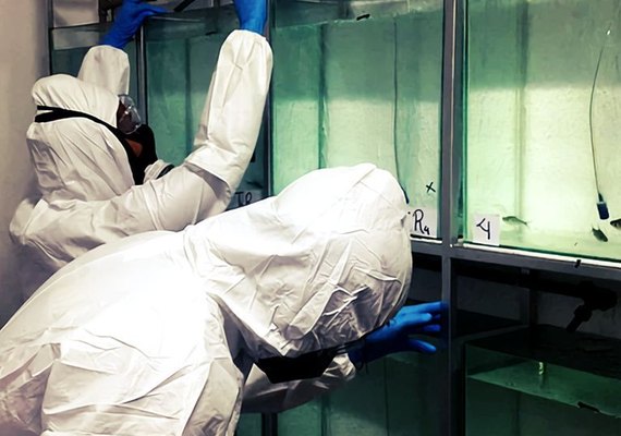 Pesquisadores analisam peixes contaminados e o efeito na saúde mental