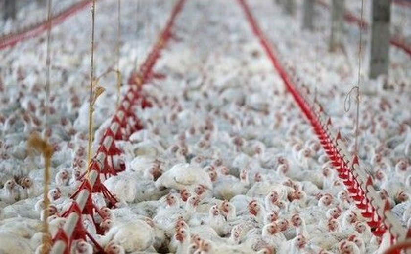 China faz investigação antidumping contra importação de frango brasileiro