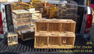 Batalhão Ambiental apreende 145 pássaros silvestres em feira livre de Arapiraca