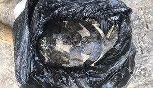 Cágados surgem mortos em Jequiá da Praia