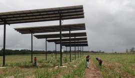 Com captação de energia solar, projeto da Ufal impulsiona produção da cana-de-açúcar