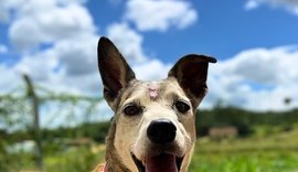 Focinho Responsável promove evento Viva Pet – Integrando Vidas