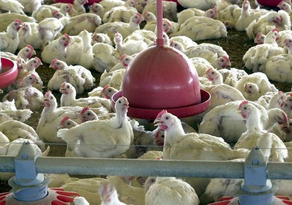 Exportações de carnes de frango sobem com retirada de restrições por gripe aviária