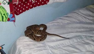 Menino de 10 anos é picado por jararaca na cama enquanto dormia em fazenda