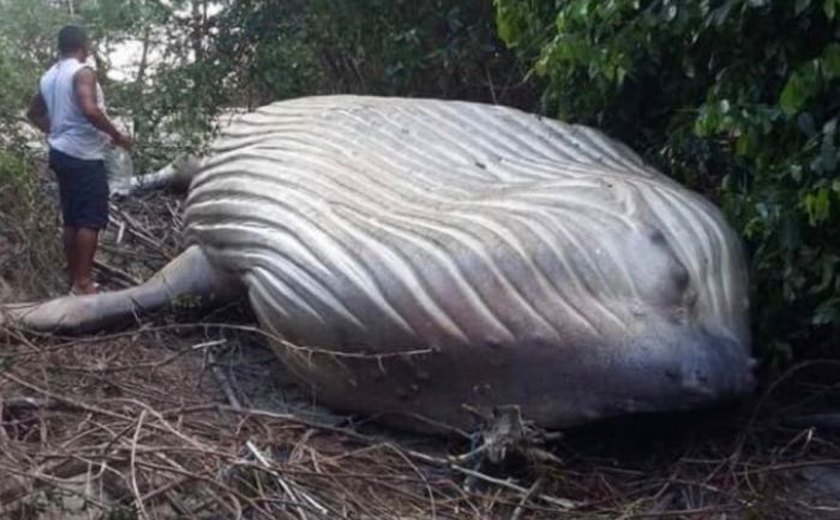 Mistério: baleia jubarte é encontrada em área de mata no Pará