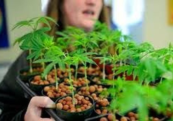 Uruguai inicia amanhã registro em farmácias para compradores de maconha