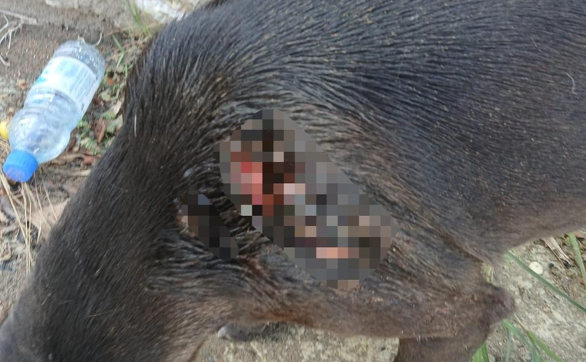 Agressão a cão comunitário próximo a condomínio de luxo é investigada