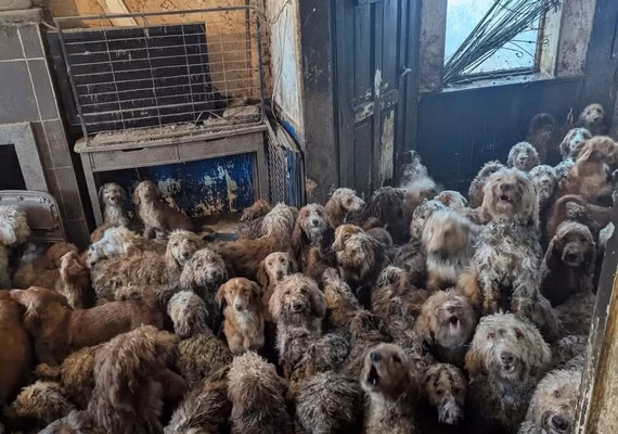A chocante imagem de 250 cães resgatados em sala de casa no Reino Unido: 'Eles agora estão muito bem'