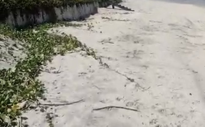 Alerta de organismo internacional: as tartarugas marinhas estão ficando sem lugares para nascer