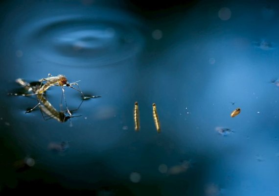 Casos de dengue em Alagoas cresceram 140% em junho