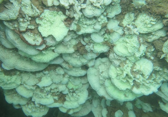 Pesquisadores da Ufal avaliam perda de mais de 90% dos corais no litoral alagoano
