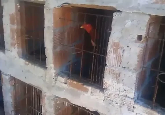 Polícia localiza rinha de galo e homem é preso por maus tratos em Taquarana