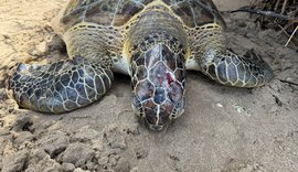 Guardas ambientais de Porto de Pedras resgatam tartaruga-verde ferida na Praia do Patacho