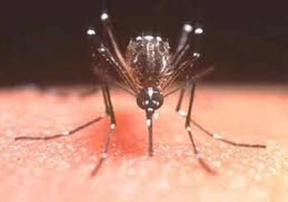 Mais de 50% das mulheres brasileiras desistem de engravidar por causa do zika