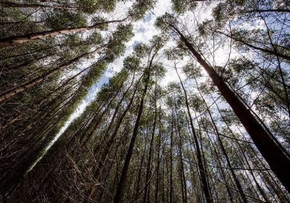 Fontes renováveis representam 75% da matriz energética de AL