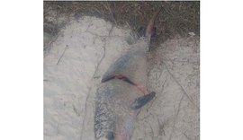 Golfinho é encontrado mutilado em Maceió