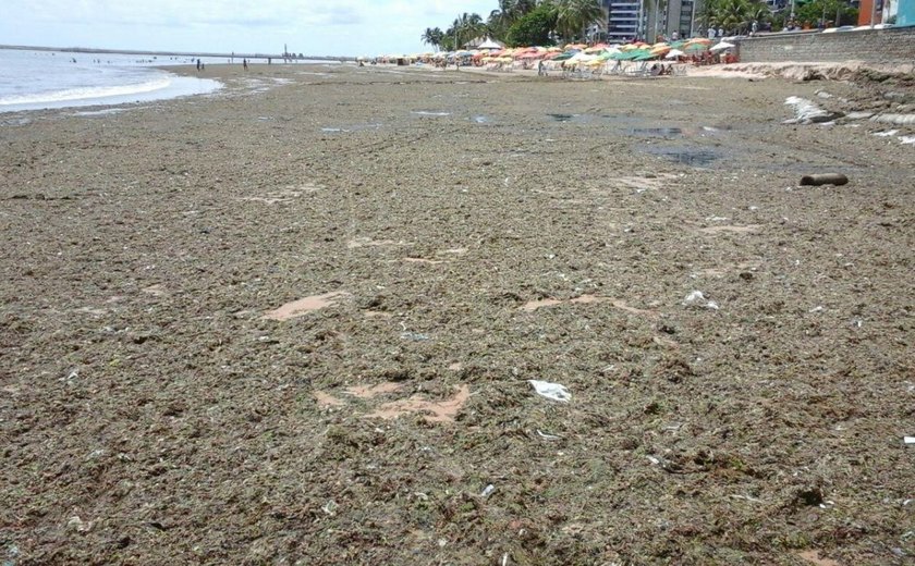 IMA intima prefeitura de Maceió a remover sargaço e lixo da praia da Ponta Verde