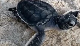 Biota registra nascimento de 80 filhotes de﻿ tartarugas-verde  em Jequiá da Praia