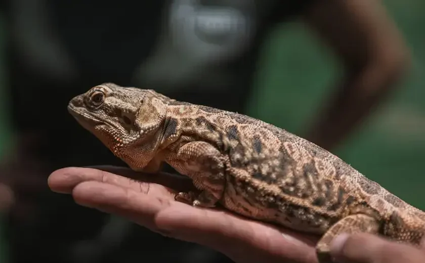 Mercado de pets exóticos cresce em Alagoas e impulsiona negócios especializados