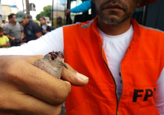 Fiscalização Preventiva Integrada apreende mais de 200 pássaros em Arapiraca