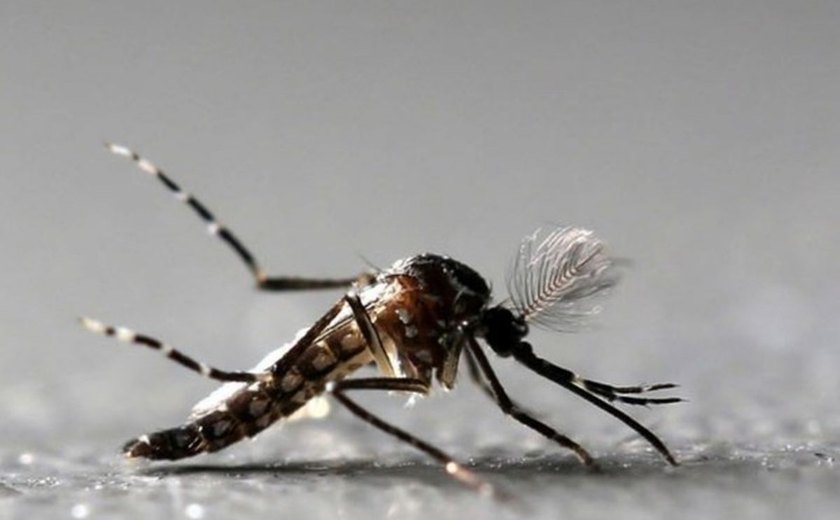 AL: 59 municípios em situação de alerta para dengue, zika e chikungunya