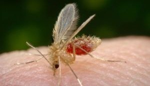 Aumenta registros de leishmaniose em Alagoas