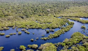Quase todos os biomas registraram redução do desmatamento em 2024