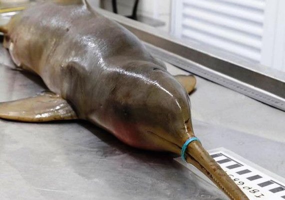 Golfinho morre de fome após ficar preso a lacre plástico no litoral de São Paulo