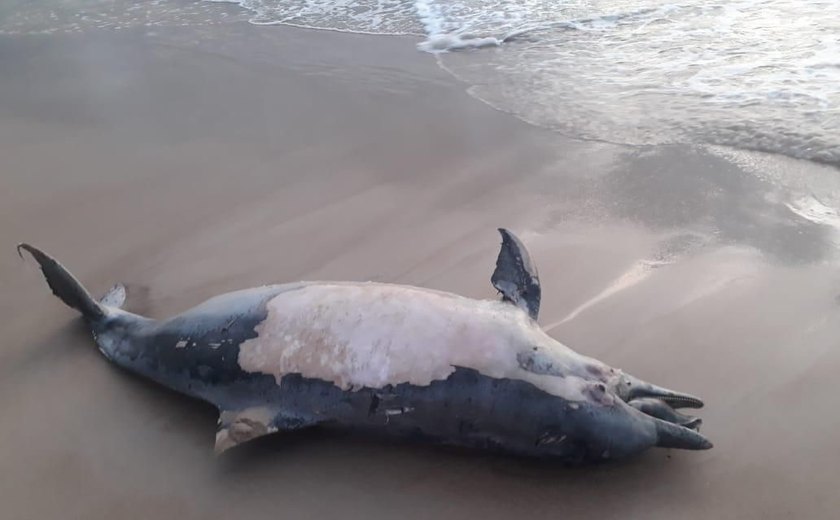 Em dois dias, quatro golfinhos apareceram mortos nas praias de Alagoas