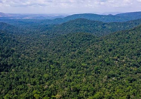 Fundo da Amazônia é tema de encontro do Sistema OCB com o BNDES