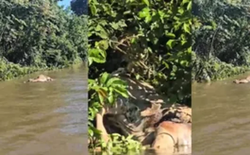 Onça-pintada arrasta boi em correnteza de rio em Pantanal de MT