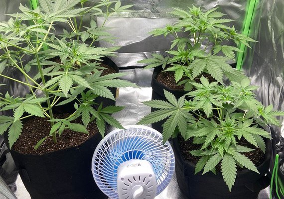 Durante cumprimento de mandado, PM encontra estufa de maconha em casa na Vila Brejal